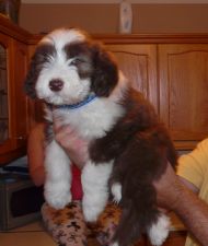 MILES 8 WEEKS OLD